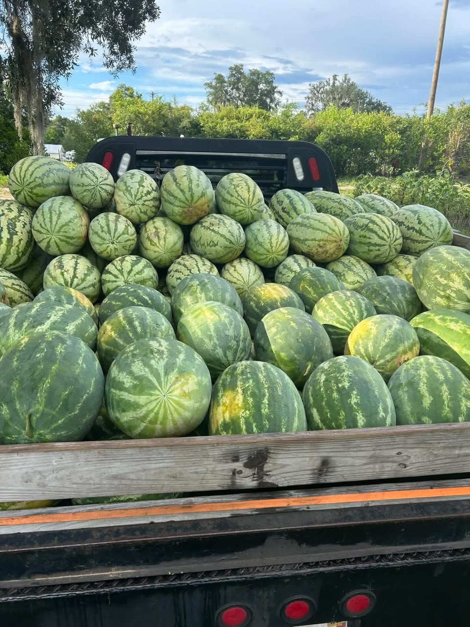 Large Watermelon